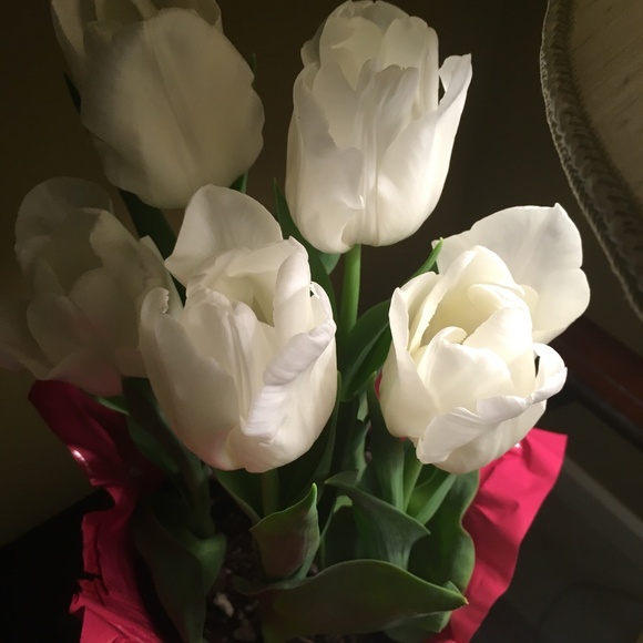 Meet your Posher - Picture 1 of 1